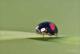<p>SLUNÉČKO VÝCHODNÍ (Harmonia axyridis) ---- /Asian ladybeetle - Asiatischer Marienkäfer/</p>